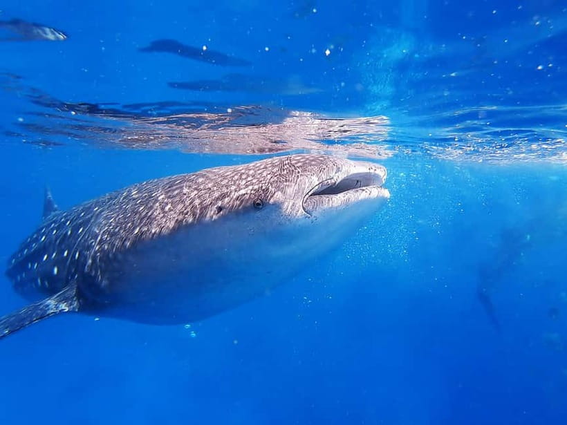 Cebu: Whaleshark Encounter, Sumilon Sandbar & Tumalog Falls - Tumalog Falls and the motorcycle transfer