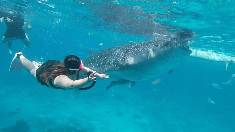 Cebu: Whaleshark Encounter, Tumalog Falls & Sumilon Sandbar - A long Cebu day built around three big stops
