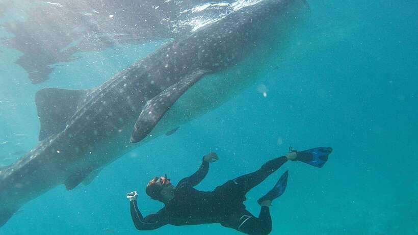 Cebu: Whaleshark Encounter, Tumalog Falls & Sumilon Sandbar - Oslob whale sharks: memorable, brief, and busy
