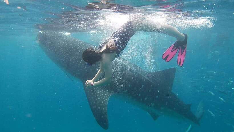 Cebu: Whaleshark Encounter, Tumalog Falls & Sumilon Sandbar - Getting started with hotel pickup in Cebu