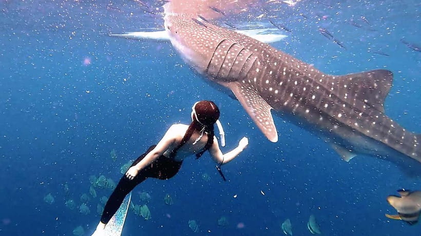 Cebu: Whaleshark Swimming & Kawasan falls Canyoneering Tour - Key points to know before booking