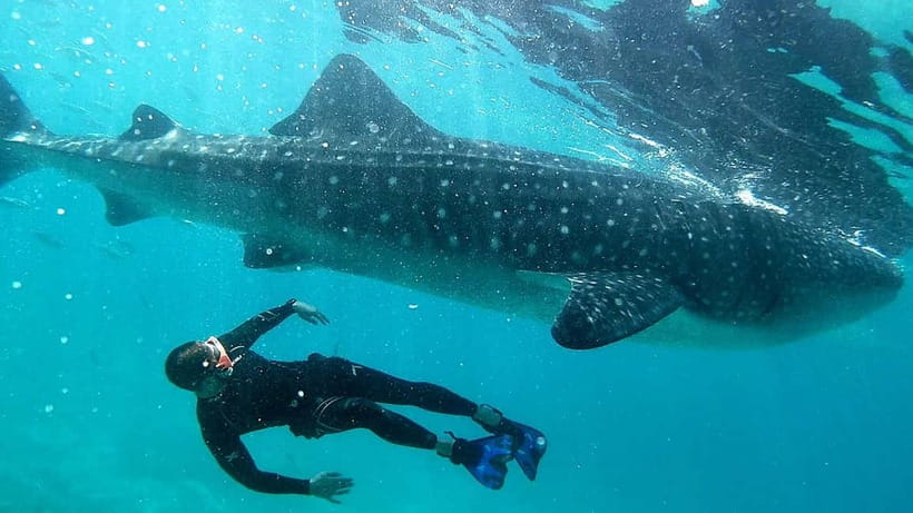Cebu: Whaleshark Swimming & Kawasan falls Canyoneering Tour - Who will enjoy this tour most