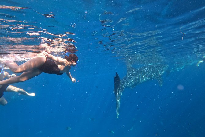 Cebu Whaleshark Tour - Leaving Cebu at 4:00 a.m. for Oslob