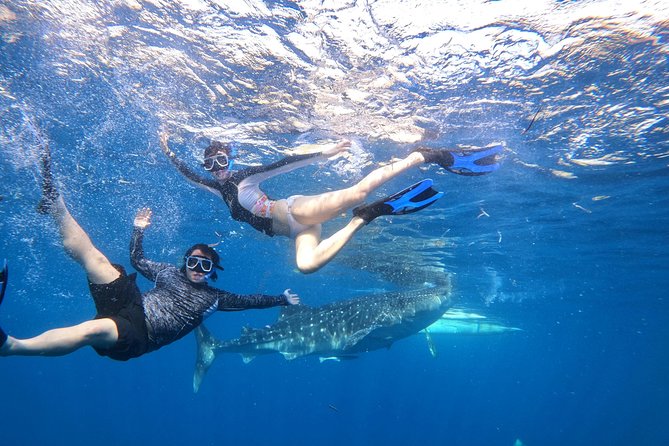 Cebu Whaleshark Tour - Sumilon Island for sand, snorkeling, and a slower hour