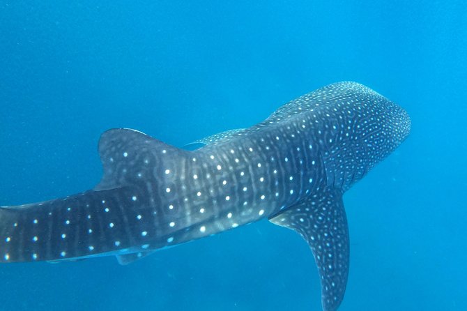 Cebu Whaleshark Tour - What the $130 price really includes
