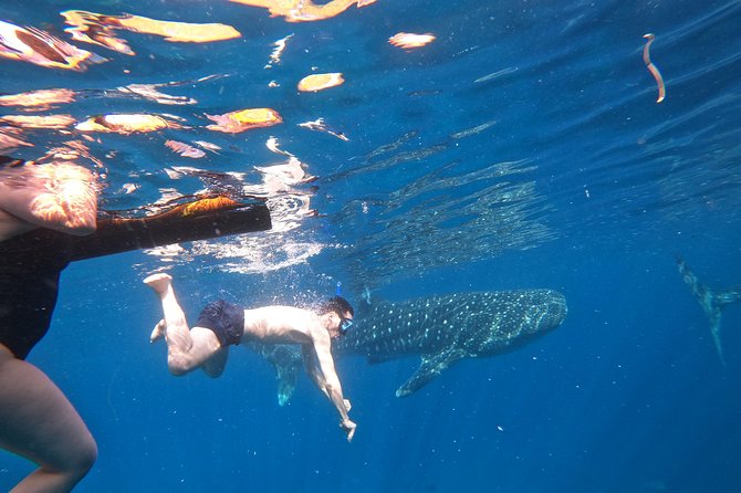 Cebu Whaleshark Tour - Who will enjoy this Cebu day trip