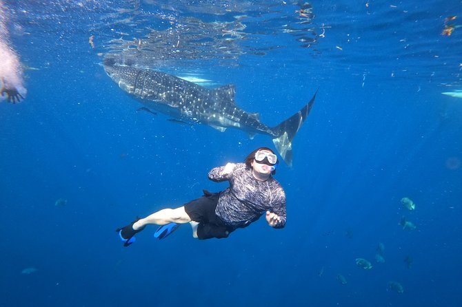 Cebu Whaleshark Tour - Practical preparation for the long day