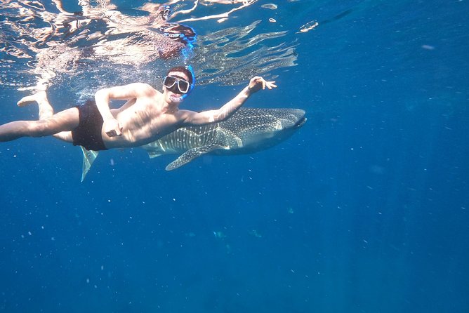 Cebu Whaleshark Tour - Meeting the whale sharks in Oslob