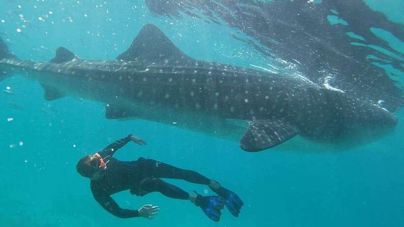 Cebu: WhaleShark , Tumalog Falls, & Sardine Run Snorkeling - Key points to know before booking