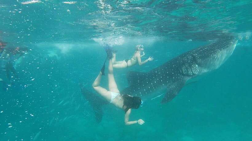 Cebu: WhaleShark , Tumalog Falls, & Sardine Run Snorkeling - Breakfast after Oslob, with your own budget