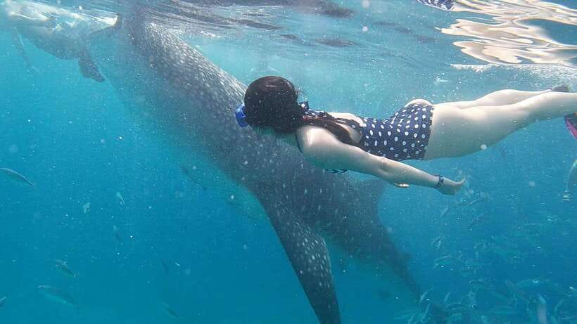 Cebu: WhaleShark , Tumalog Falls, & Sardine Run Snorkeling - Moalboal sardine run: motion in the water
