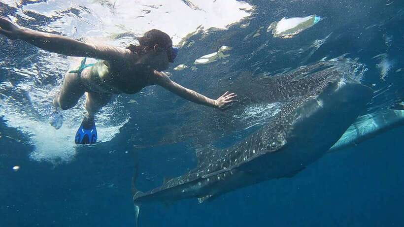 Cebu: WhaleShark , Tumalog Falls, & Sardine Run Snorkeling - What to bring for the water stops