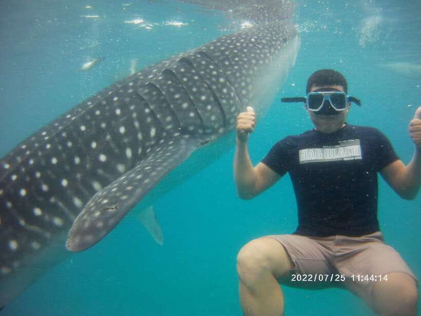 Cebu: WhaleShark , Tumalog Falls, & Sardine Run Snorkeling - Oslob whale sharks: a close encounter with strict rules