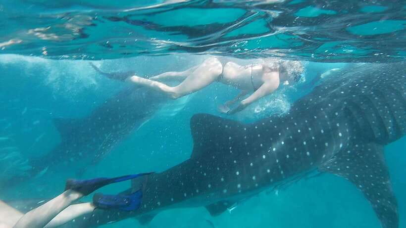 Cebu:WhaleShark Watching & Kawasan Canyoneering Private Tour - What the $169 price really covers