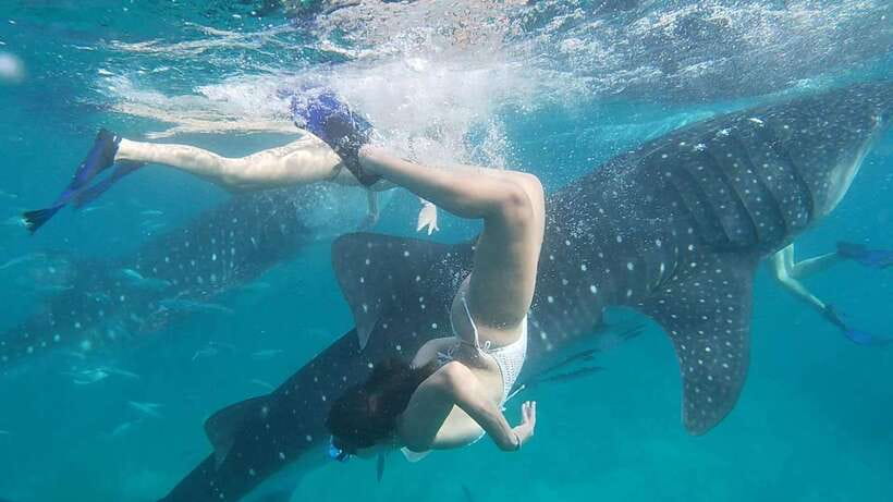 Cebu:WhaleShark Watching & Kawasan Canyoneering Private Tour - The long road to Oslob