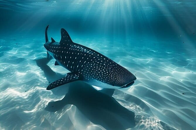 Cebu Whaleshark Watching w/ Sumilon Island Hopping - A 13-hour route from Cebu to Oslob