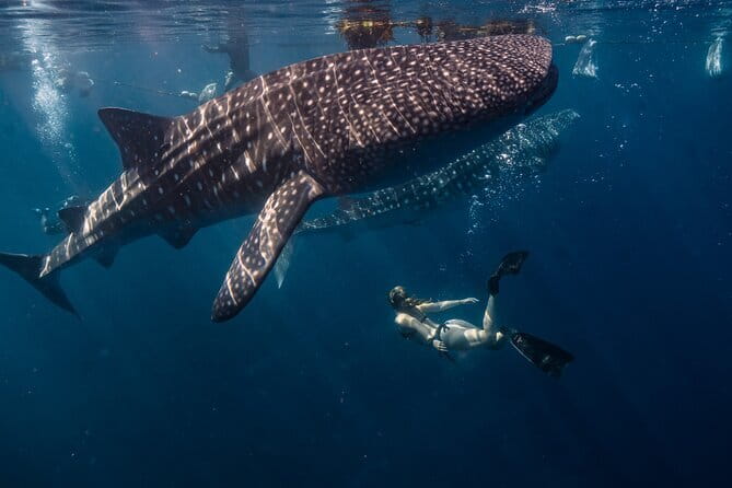 Cebu Whaleshark Watching w/ Sumilon Island Hopping - Tumalog Falls brings a change of pace