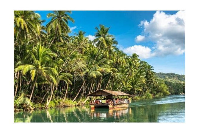 Chocolate hills tour with Tarsier & Loboc river Buffet Lunch (half-day tour) - The tarsier conservation area: small creature, careful visit