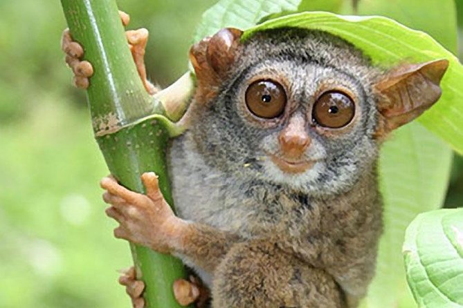 Chocolate hills tour with Tarsier & Loboc river Buffet Lunch (half-day tour) - Timing, pickup, and physical comfort