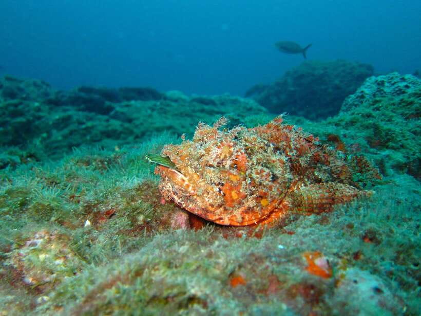 Coron: Barracuda Lake, Skeleton Wreck, Twin Lagoon Boat Tour - Skeleton Wreck: an easy introduction to Coron’s underwater sights