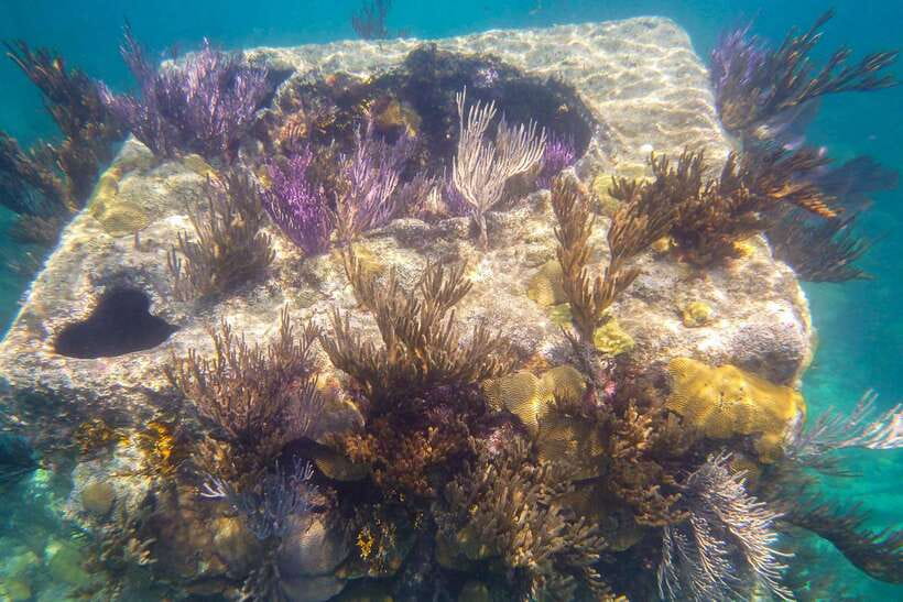 Coron: Coastal Cliffs, Beach & Malcapuya Island Hopping Tour - Lunch by the water, with a practical standard