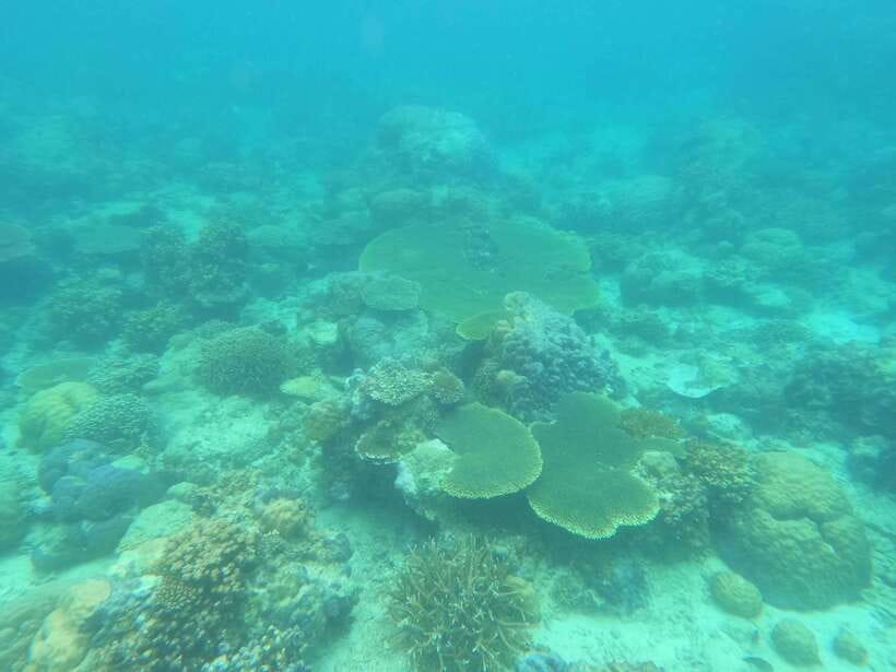 Coron: Dugong Watching with Sea Turtle and Coral Garden tour - Key points before you book