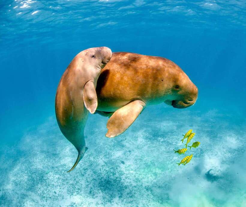 Coron: Dugong Watching with Sea Turtle and Coral Garden tour - Why dugong watching in Coron feels special