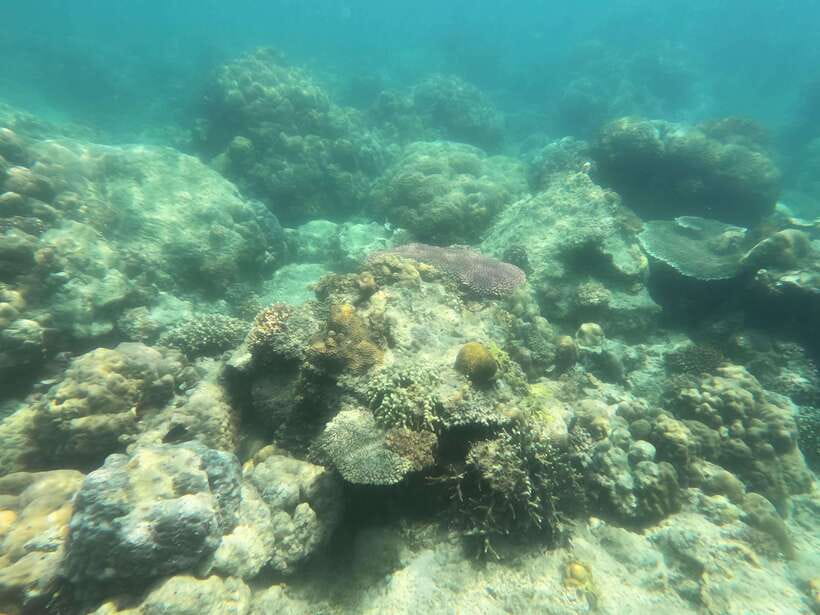Coron: Dugong Watching with Sea Turtle and Coral Garden tour - Lunch, fruit, and the long return