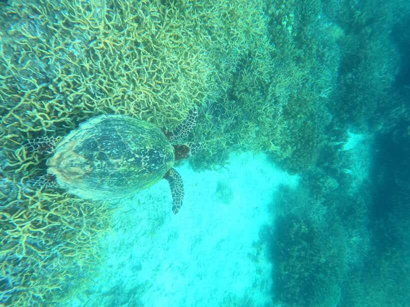 Coron: Dugong Watching with Sea Turtle and Coral Garden tour - Is $155 a fair price?