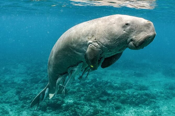 Coron Group Dugong and Turtle Watching with Lunch - Key points to know before booking