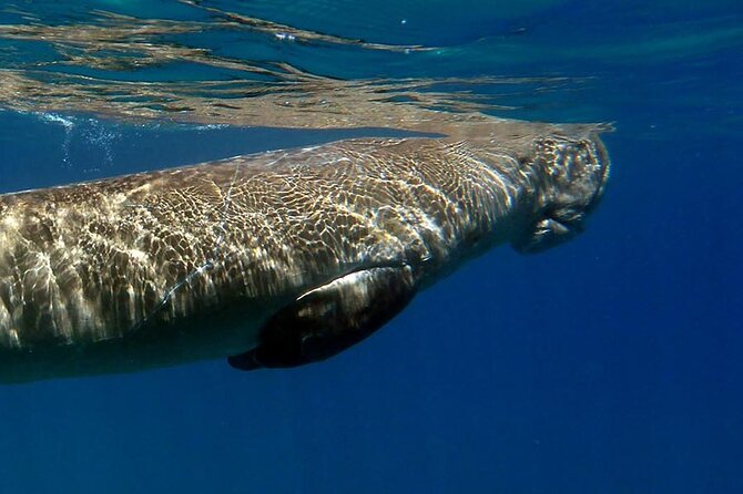 Coron Group Dugong and Turtle Watching with Lunch - A 6:00 am start and a full day on the water