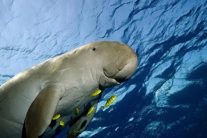 Coron Group Dugong and Turtle Watching with Lunch - Turtle Island: calm water and a conservation stop