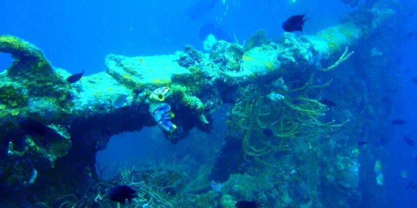 Coron Private Tour D: Reef and Wrecks - Lusong Coral Garden, a short move from the wreck