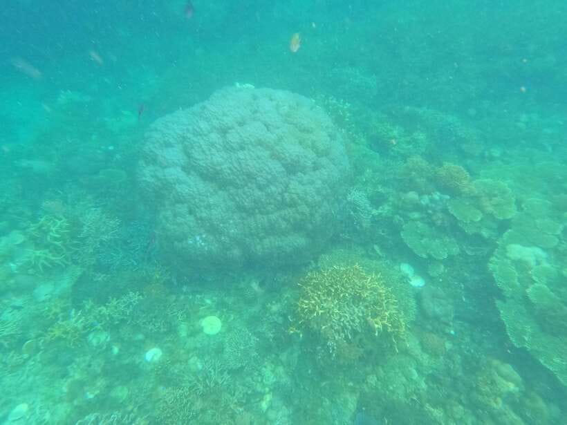 CORON:REEF AND WRECK - 2 JAPANESE WRECK AND PASS ISLAND TOUR - Who will enjoy this tour most