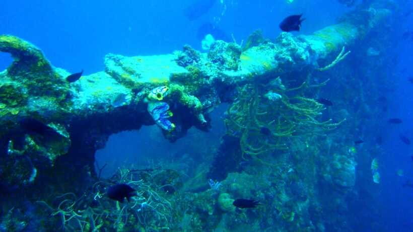Coron Reef and Wrecks Tour (Private Tour) - Lusong Coral Garden: the strongest reef stop on the route