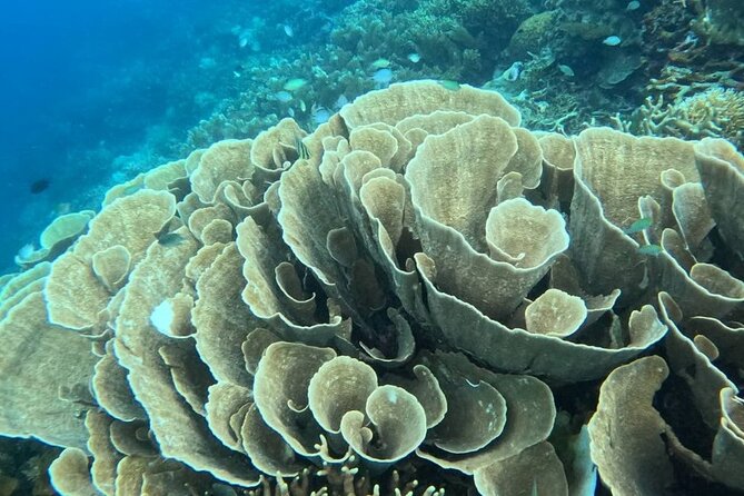 Coron Shipwrecks and Lusong Coral Garden tour (Private / Shared) - Starting with the Lusong Gunboat wreck