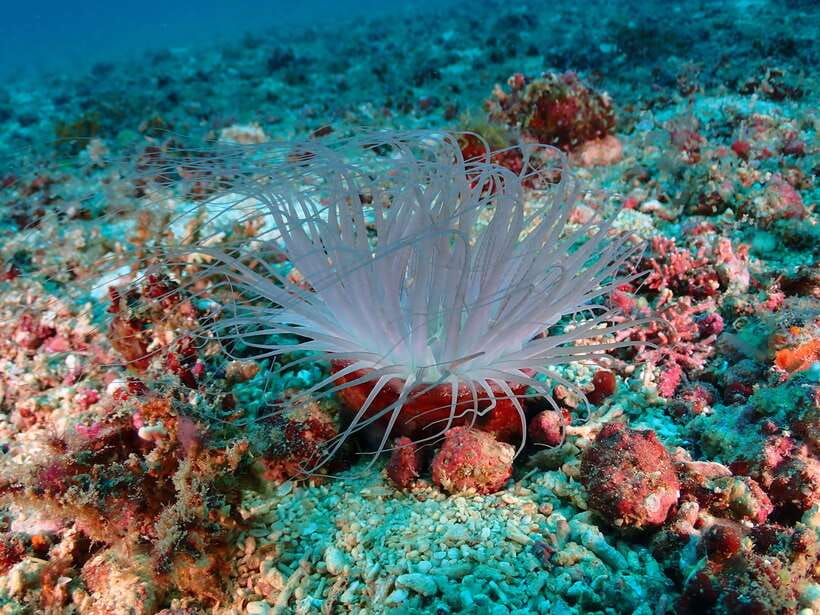 Discover Scuba Diving in Boracay - Key points to know before booking
