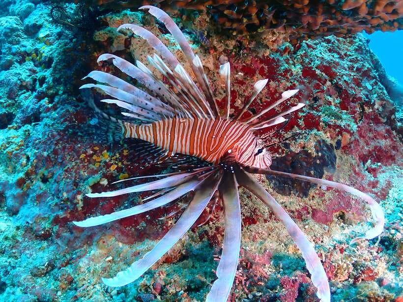Discover Scuba Diving in Boracay - The briefing takes more time than you might expect