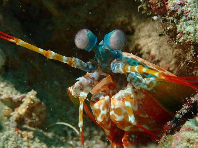 Discover Scuba Diving in Boracay - Who will get the most from the $49 price