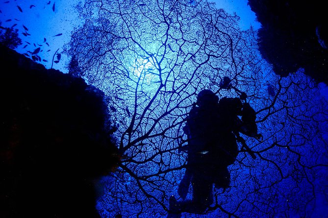 DiveGurus -Scuba Diving in Boracay - Key points to know before booking