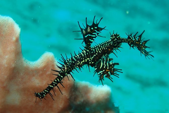 DiveGurus -Scuba Diving in Boracay - Starting at Sitio Ambulong Road