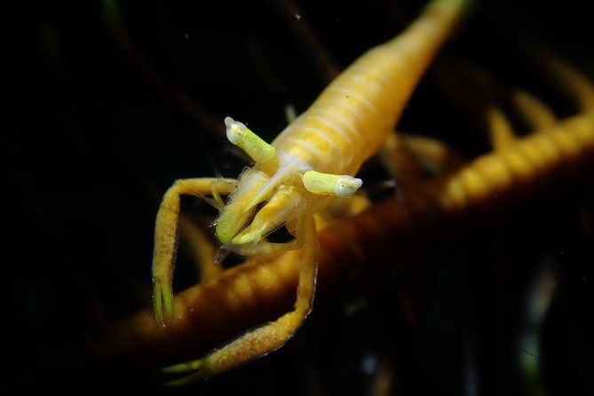 DiveGurus -Scuba Diving in Boracay - Camia, Tribird, and Yapak for stronger experience