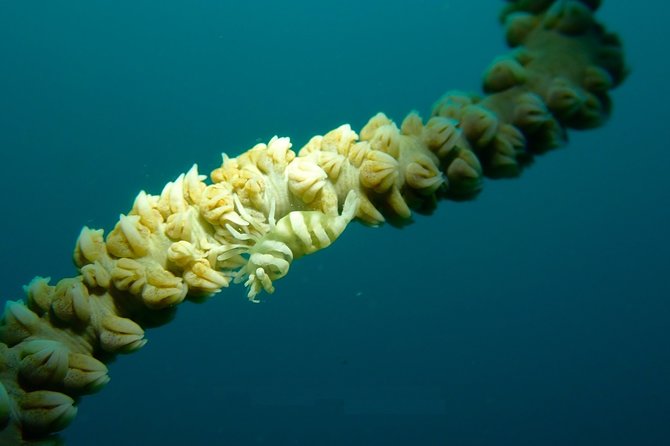 DiveGurus -Scuba Diving in Boracay - Marine life and the role of your guide