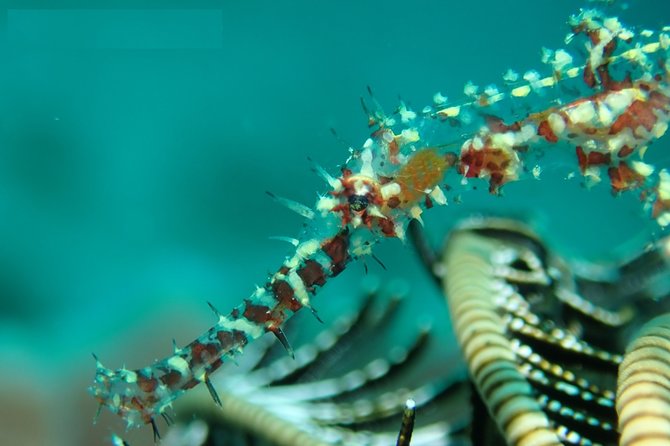 DiveGurus -Scuba Diving in Boracay - How weather and conditions can change the plan