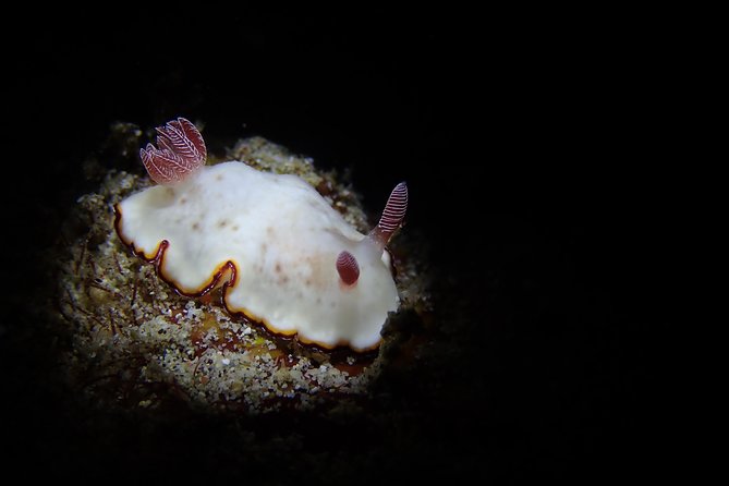 DiveGurus -Scuba Diving in Boracay - Equipment, instruction, and comfort