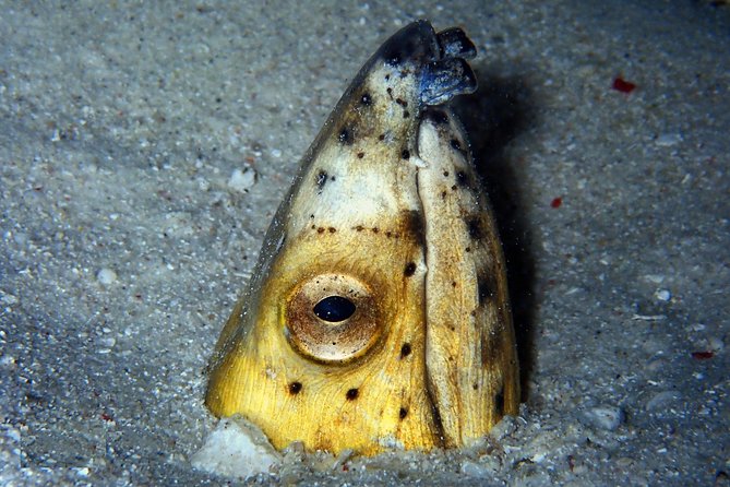 DiveGurus -Scuba Diving in Boracay - What the two-and-a-half-hour outing includes