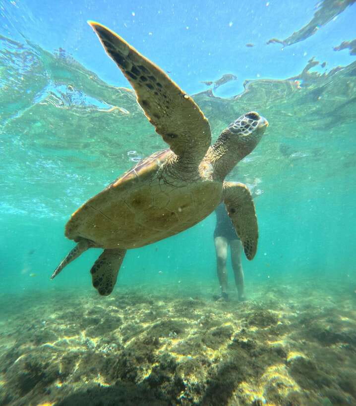 Dumaguete Apo Island Snorkel with turtle Tour - Reef conditions and the best place to point your mask