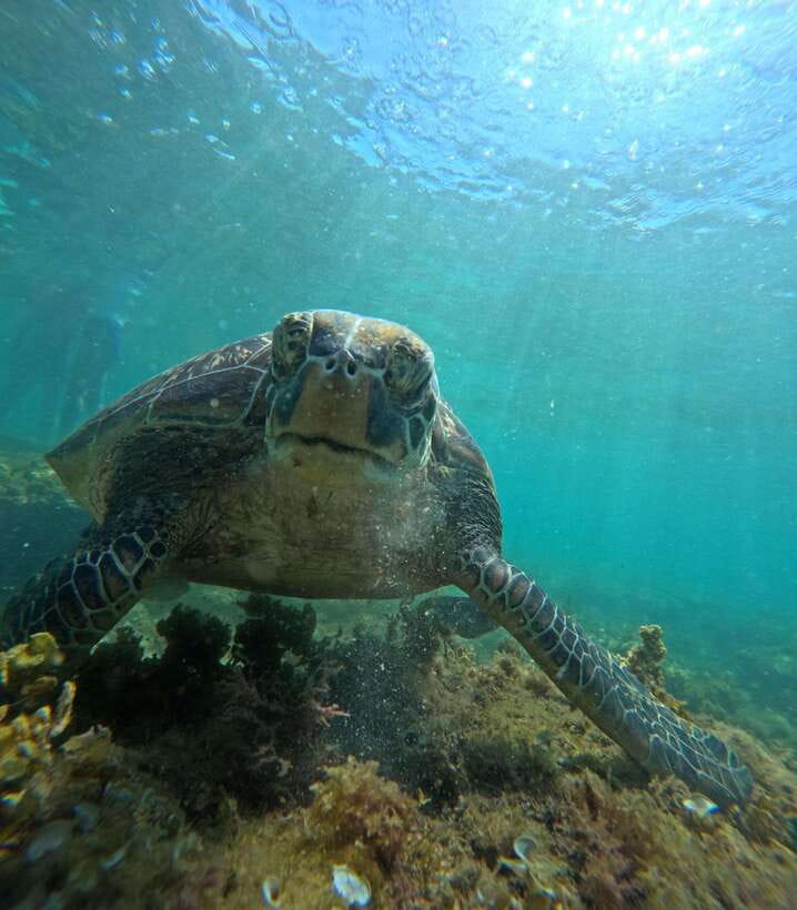 Dumaguete Apo Island Snorkel with turtle Tour - From Malatapay Beach to Apo Island