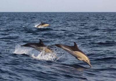 Dolphin Watching & Manjuyod Sandbar Private Tour
