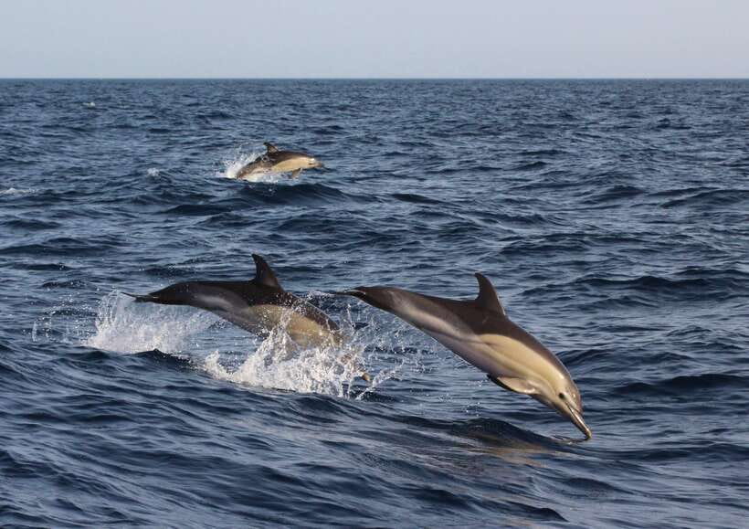 Dumaguete: Dolphin Watching & Manjuyod Sandbar Private Tour - Watching dolphins in Bais Bay